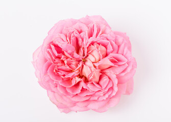Pink English rose on white background close up
