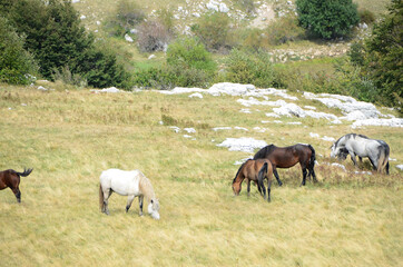 Obraz na płótnie Canvas Livno,Bosnia and Herzegovina, horse, black horse, white horse, black and white horse, nature, beautiful horse,