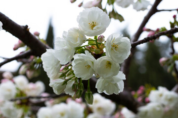 Pink tree flowers of Prunus serrulata Kanzan, branch flowers, japanese cherry, floral background, close up. White-pink cherry blossoms on a branch, spring