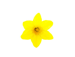 Yellow beautiful daffodil.