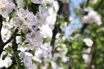 Closeup view of blossoming tree with white flowers outdoors