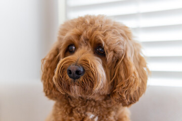 Cavapoo dog on the couch, mixed -breed of Cavalier King Charles Spaniel and Poodle.