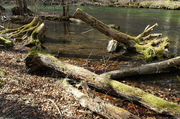 Im Wald