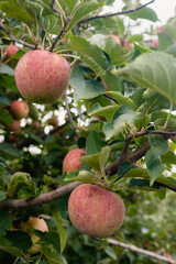 closeup of apples on tree