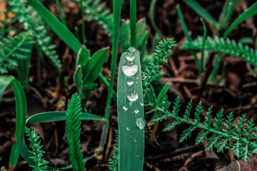 dew drops on the green grass after the rain