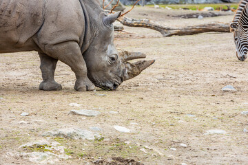 Obraz premium Beautiful view of wild rhino in outdoor wildlife natural park. Beautiful nature backgrounds. Sweden.