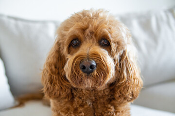 Cavapoo dog on the couch, mixed -breed of Cavalier King Charles Spaniel and Poodle.