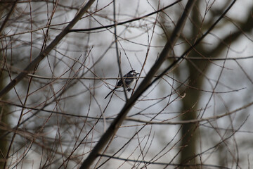 Closeup shot of a Siberian bird perched on bare branches of a tree