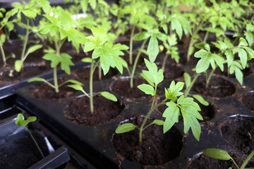 seedlings, greenhouses concept