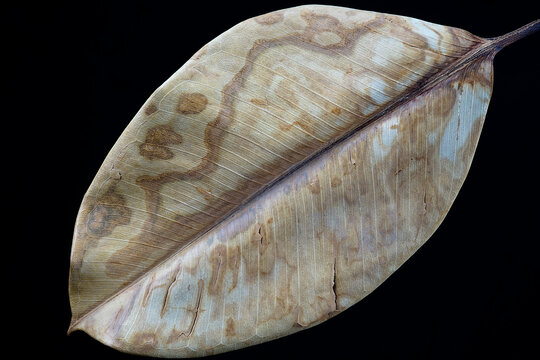 Toma en primer plano oblicuo sobre fondo oscuro de una hoja seca de ficus que nos presenta su textura y sus manchas debidas a las distintas concentraciones del tanino que la va curtiendo.