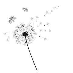  Medicinal Dandelion Flower with head with Seeds and  leaves, in black and white