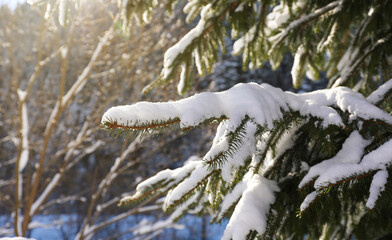 Coniferous tree branch covered with snow outdoors on winter day