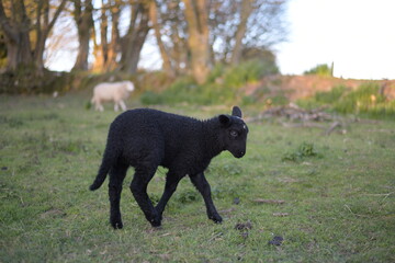black and white sheep
