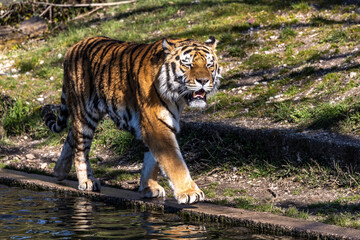 The Siberian tiger,Panthera tigris altaica in a park