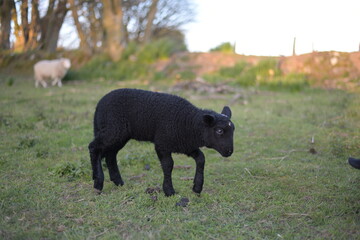 sheep and lamb