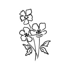 Ink, pencil, the leaves and flowers of Magnolia isolated. Line art transparent background. Hand drawn nature painting. Freehand sketching illustration.