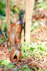 A cautious orange squirrel listens to rustles in the grass and fallen leaves.