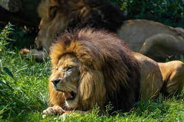 The lion, Panthera leo is one of the four big cats in the genus Panthera