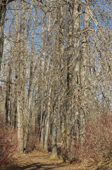 Obraz na płótnie Canvas A Hiking Trail in Early Spring