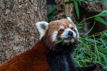 The red panda, Ailurus fulgens, also called the lesser panda.