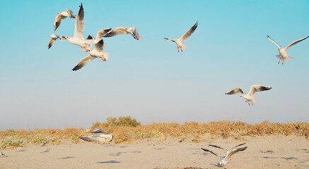 flock of seagulls