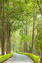 Fresh fertile forest and garden with curve road and walkway,