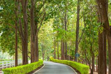 Fresh fertile forest and garden with curve road and walkway,