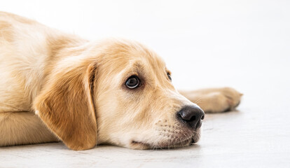 Lovely golden retriever dog lying indoors