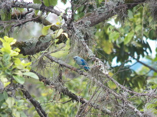 blue tanager