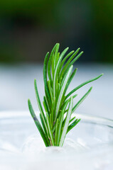 Close up rosemary plant top on fruit juice.  Green herp rosemary beverage decoration.