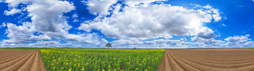 asparangus and rapeseed field 360° and a tree at springtime in germany