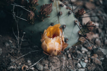 Yellow rose cactus