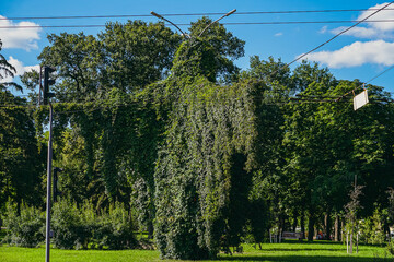 Green bush. The green bush looks like a huge monster.