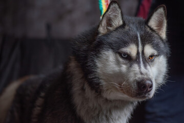 Portrait of a Siberian husky close-up on a dark background.