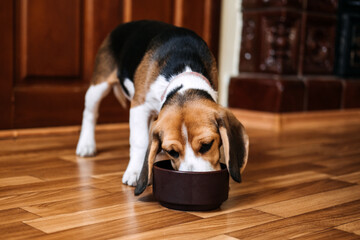 Beagle Feeding. Beagle puppy eating dog dry food from a bowl at home. Beagle Eat, Adult and Puppy...