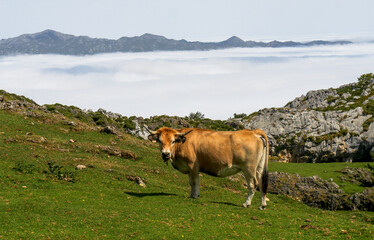 Mayada de Tord&iacute;n, in the Picos de Europa National Park (Asturias / Spain)
