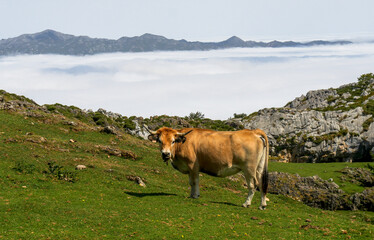 Fototapeta na wymiar Mayada de Tordín, in the Picos de Europa National Park (Asturias / Spain) 