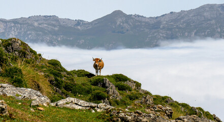 Mayada de Tordín, in the Picos de Europa National Park (Asturias / Spain)
