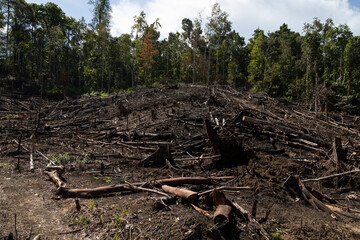Tropical rainforest, burned, felled and destroyed, for timber extraction, livestock and monocultures such as palm oil. Waiego Island, West Papua, Indonesia. Deforestation of the jungle.