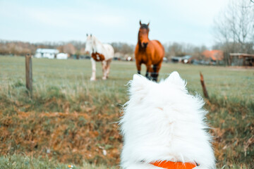 dog and horses