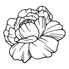 Freedom poppy icon, hand drawn and outline style