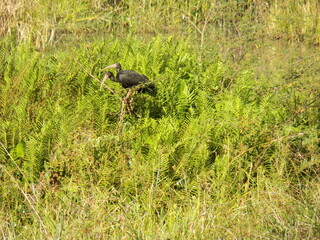 Bare-faced Ibis