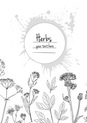Herbs flowers vector color line. Space for text. Template with a sketch of herbs.