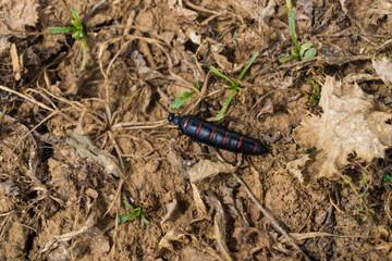 Insecto 