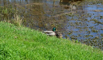 Enten auf einer Wiese am Wasser
