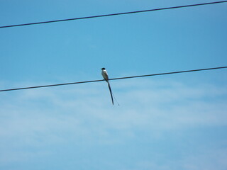 Fork-tailed Flycatcher