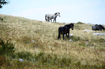 Livno,Bosnia and Herzegovina, horse, black horse, white horse, black and white horse, nature, beautiful horse,