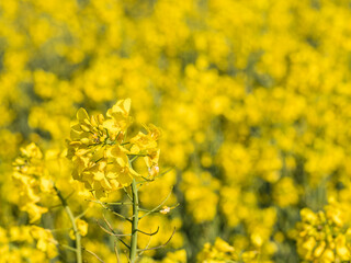 Fleur de Colza dans un champs
