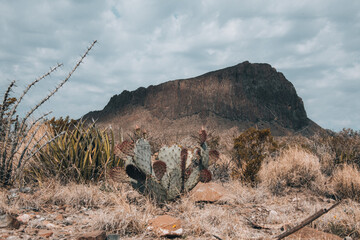 grass in the mountains