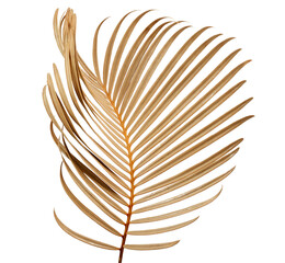 Tropical palm leaf isolated on whit background